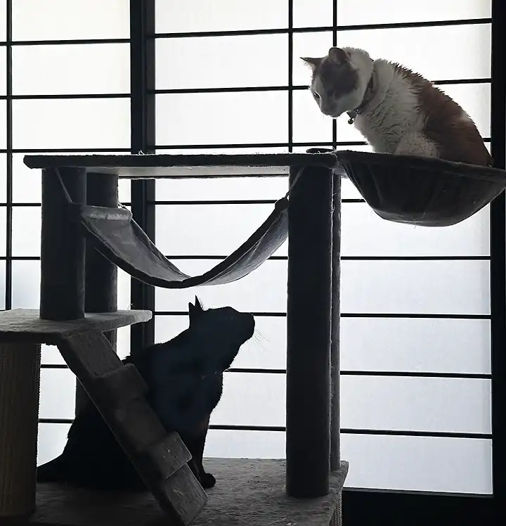 勉強中支えてくれた猫達